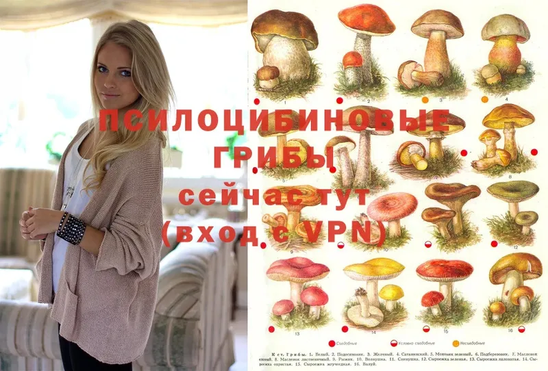 Псилоцибиновые грибы Magic Shrooms  Богучар 